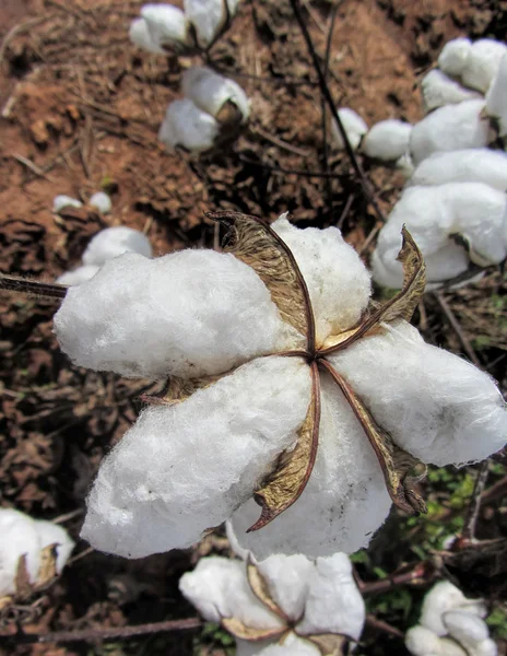 Plantas de algodón Gossypium —  Fotos de Stock