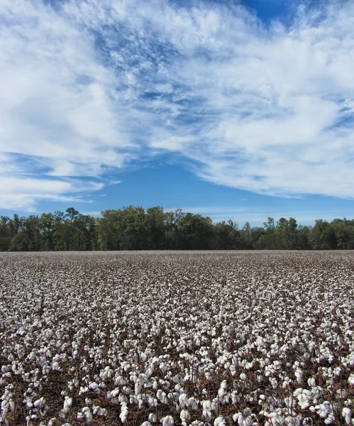 Алабама Коттон Филдс — стоковое фото
