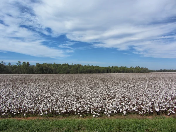 Campos de algodão Alabama — Fotografia de Stock