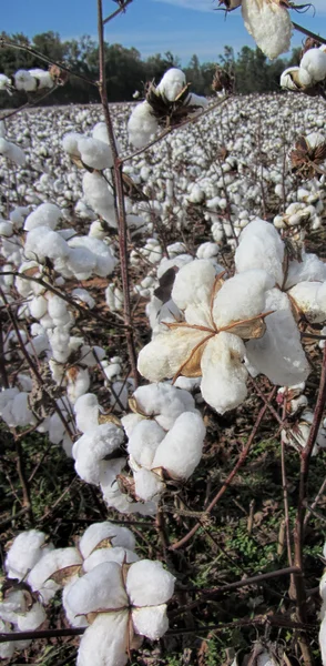 Cotton Plants Gossypium