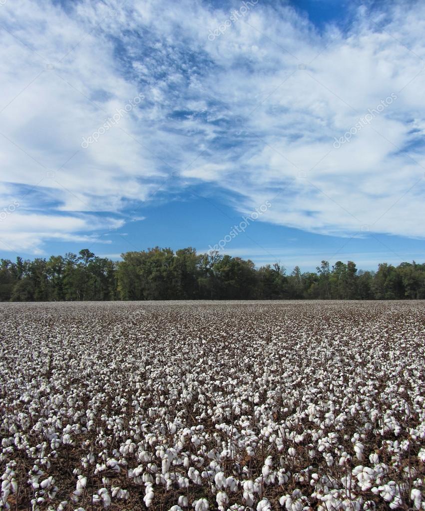 Campi di cotone di Alabama — Foto Stock © kathyclark 122016572