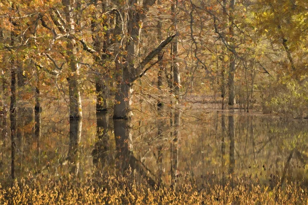 Paisagem de reflexão de árvore de cor de queda 2 — Fotografia de Stock