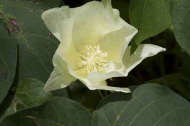 Alabama pamuk Blossom - Gossypium hirsutum