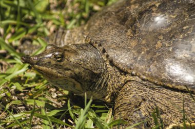 Sivri burun Florida kaplumbağası - Apalone ferox 4