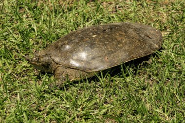 Sivri burun Florida kaplumbağası - Apalone ferox 2