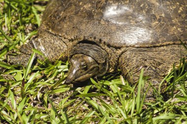 Sivri burun Florida kaplumbağası - Apalone ferox