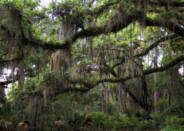 Live Oak Tree - Quercus virginiana ve İspanyolca Moss