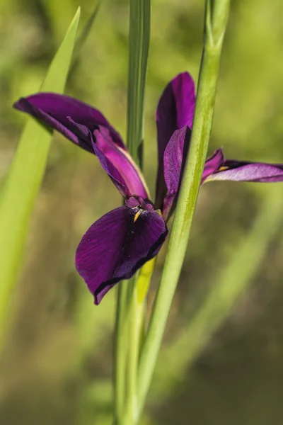Louisiana fekete Gamecock Iris — Stock Fotó