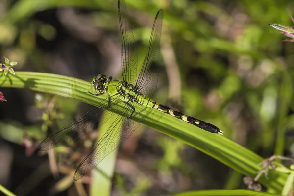 Libellule fauconne de l'Est - Erythème Simplicicollis — Photo