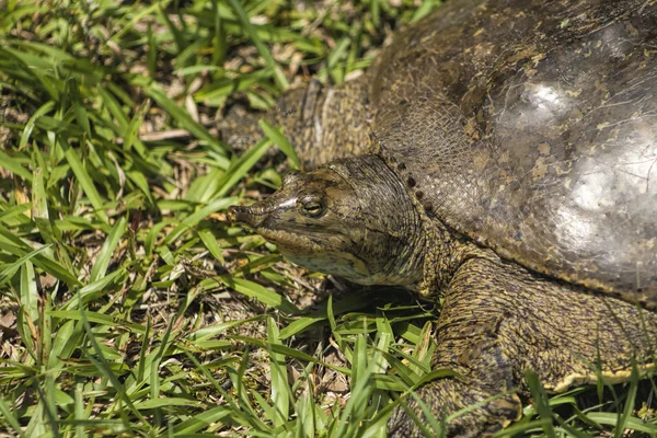 Spitze Nase florida Softshell Schildkröte - apalone ferox 3 — Stockfoto