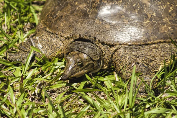 Pointed Nose Florida Softshell Turtle - Apalone ferox — Stock Photo, Image