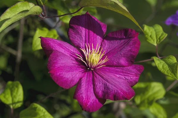 Powojnik fioletowy kolorowy kwiat winorośli — Zdjęcie stockowe