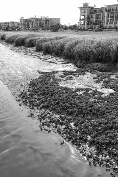 Lits de moules côtelées de l'Atlantique - Geukensia demissa — Photo