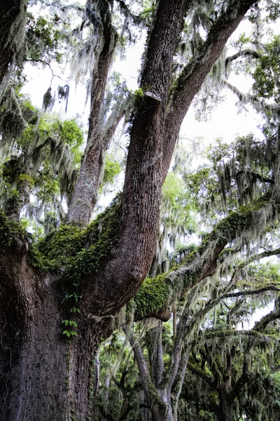 Live Oak Tree ve İspanyolca Moss 2 — Stok fotoğraf