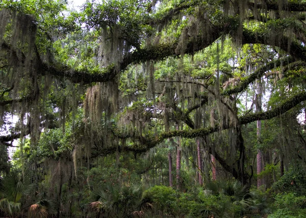 Live Oak Tree - Quercus virginiana and Spanish Moss — Stock Photo, Image