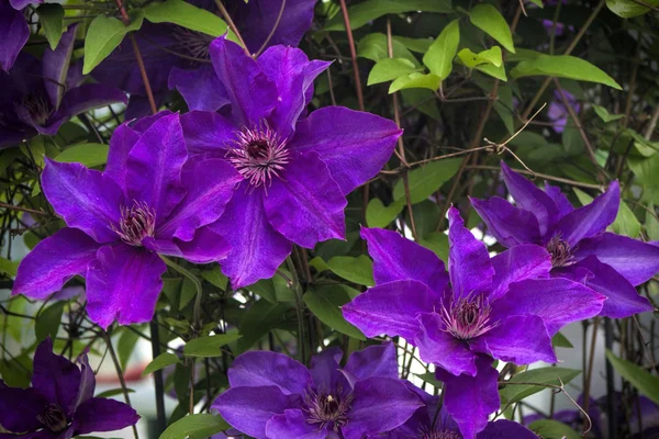 Purple Jackman 's Clematis Flowers — стоковое фото
