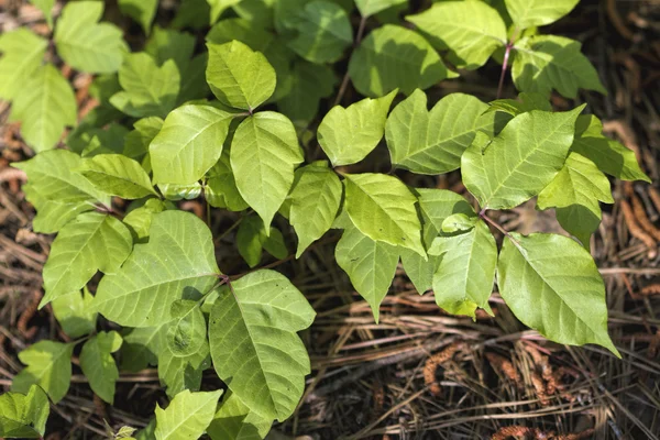 Toxicodendron Meşe yaprağı - zehir — Stok fotoğraf