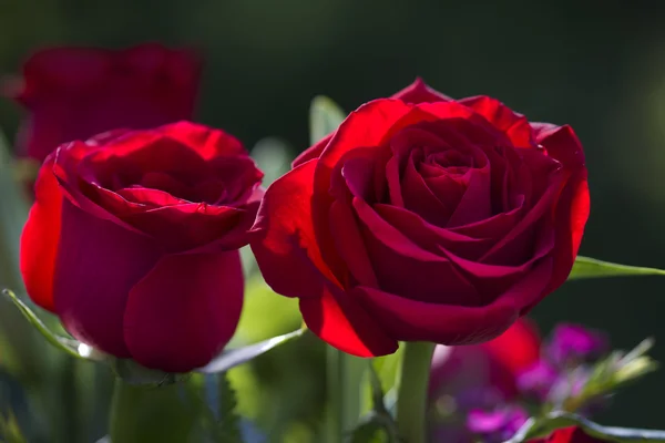 Romantyczny Long Stem czerwona róża kwiaty — Zdjęcie stockowe