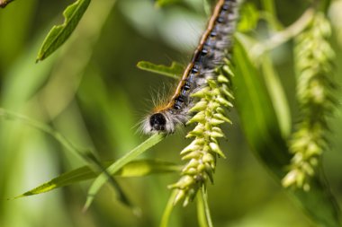 Çadır Caterpillar - Malacosoma americanum