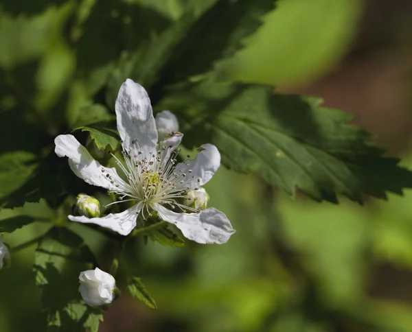 Алабама Пилкоподібні Blackberry Wildflower фон - Малина argutus — стокове фото