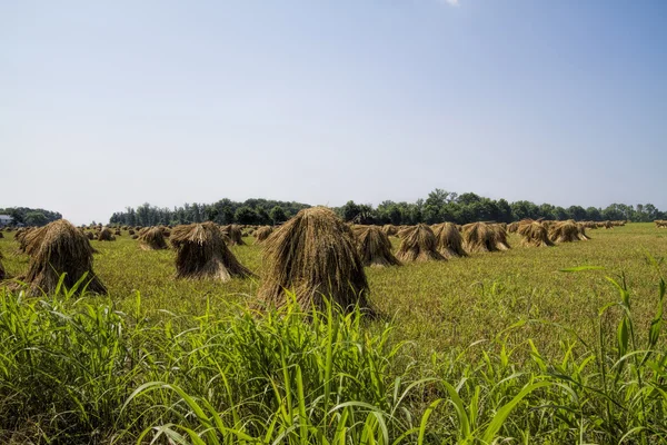 Field of Amish Hand Cut Wheat Stacks — Stock Photo, Image