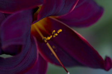 Derin bordo ve altın kadife Daylily makro