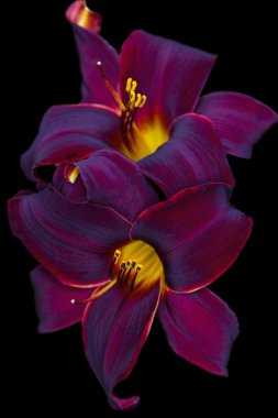 Derin bordo ve altın kadife Daylilies