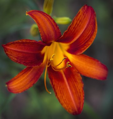 Derin turuncu ve sarı kadife Daylily yakın çekim 2
