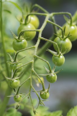 Yeşil kiraz domates
