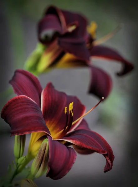 Borgoña profunda y terciopelo dorado Daylilies con viñeta 2 —  Fotos de Stock