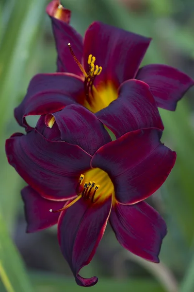 Deep Burgundy and Gold Velvet Dayilies 2 — Stock Photo, Image