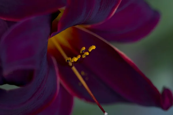 Dyb bordeaux og Gold Velvet Daylily Makro - Stock-foto