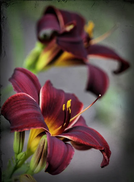 Derin bordo ve altın kadife Daylilies skeç ile