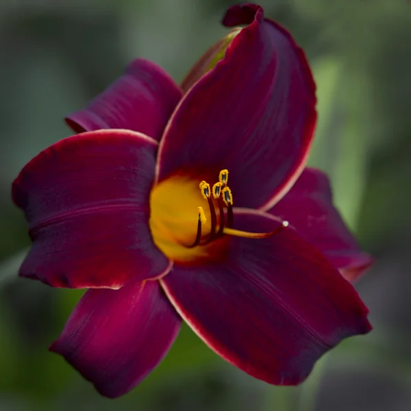 Djupt vinrött och guld sammet Daylily närbild — Stockfoto