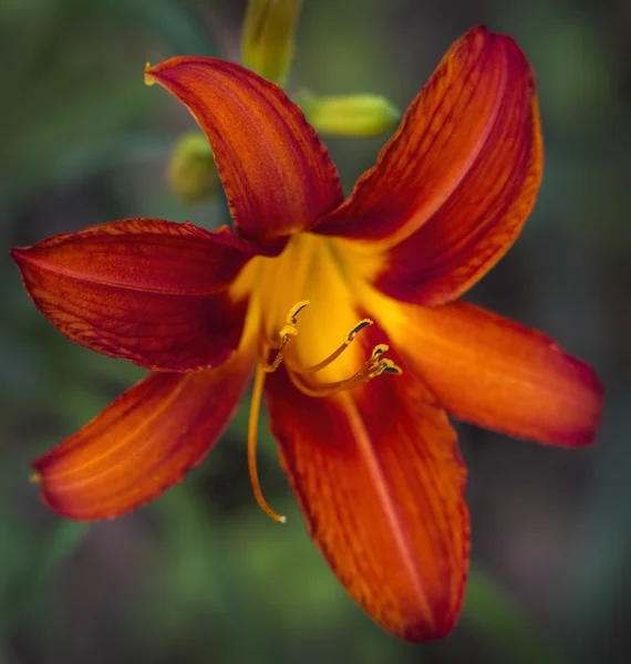 Derin turuncu ve sarı kadife Daylily yakın çekim 2