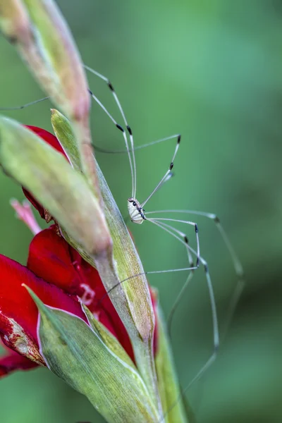 Harvestman papa longue jambe araignée - Phalangium opilio — Photo