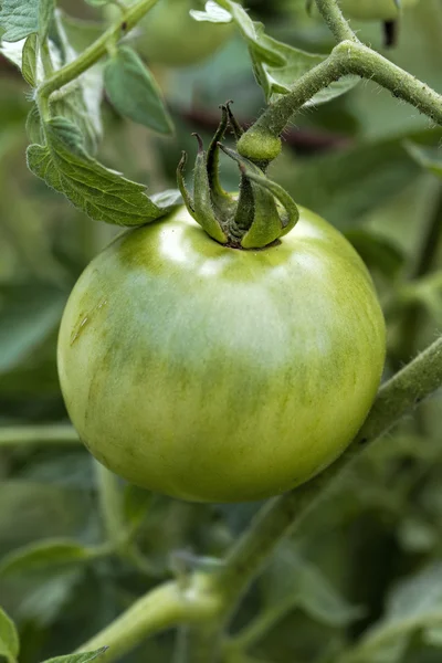 Grüne Tomate an Weinstock — Stockfoto