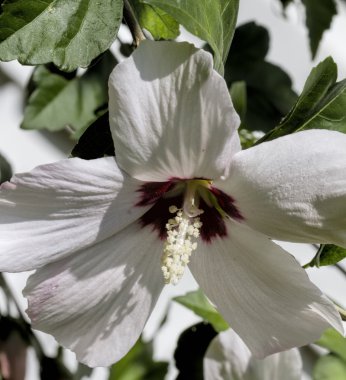 Rose ebegümeci kır çiçeği bataklık