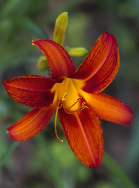Derin turuncu ve sarı kadife Daylily yakın çekim