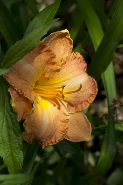 Melocotón sombreado Daylily Blossom —  Fotos de Stock