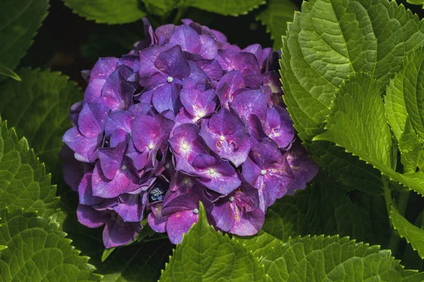 Hortensia púrpura Hortensia florece — Foto de Stock