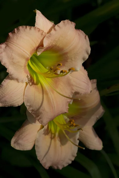 Pêssego Daylily Bloom — Fotografia de Stock