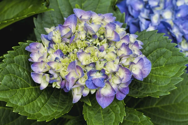 Hortensia azul lavanda Hortensia flores — Foto de Stock