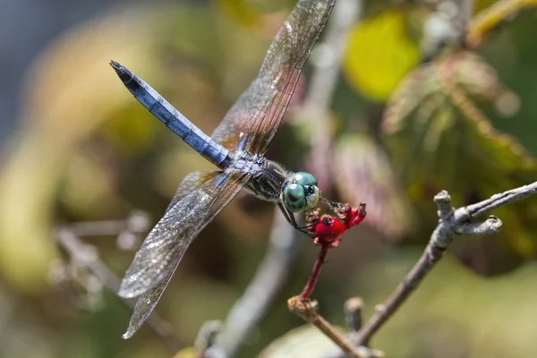 Dasher bleu - Pachydiplax longipennis — Photo