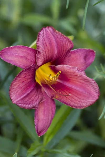 Flor de azucenas malva —  Fotos de Stock