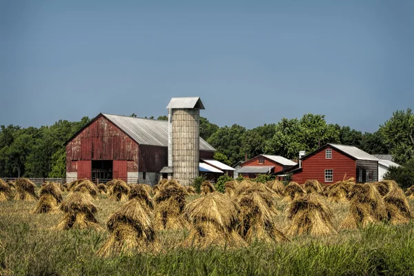 Ručně broušené Amish pšenice hromádky a červená stodola — Stock fotografie
