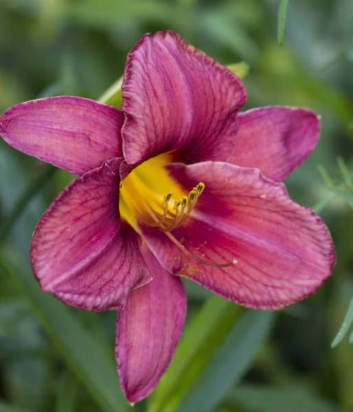 Μωβ Daylily άνθος — Φωτογραφία Αρχείου