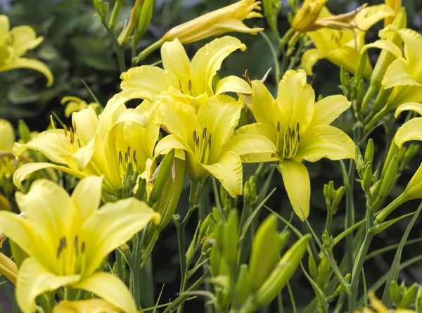 Zitronengelbe Taglilie-Blüten — Stockfoto