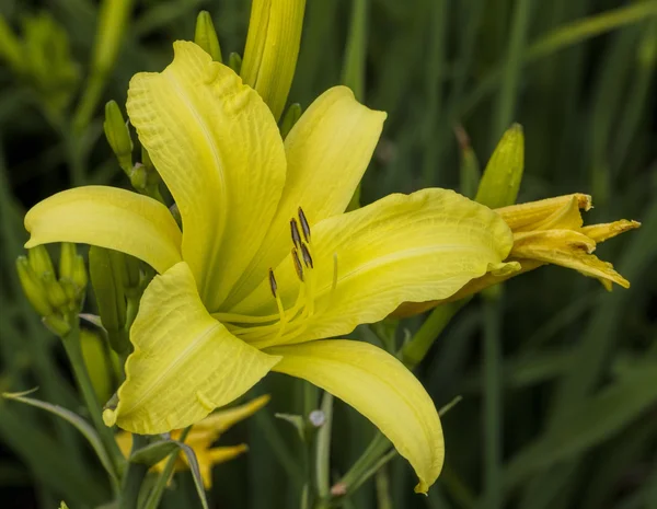 柠檬黄黄花菜绽放 — 图库照片