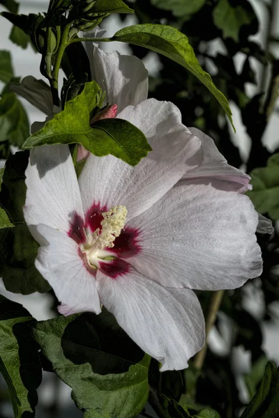 Rose d'Alabama de Sharon - Hibiscus lasiocarpos — Photo